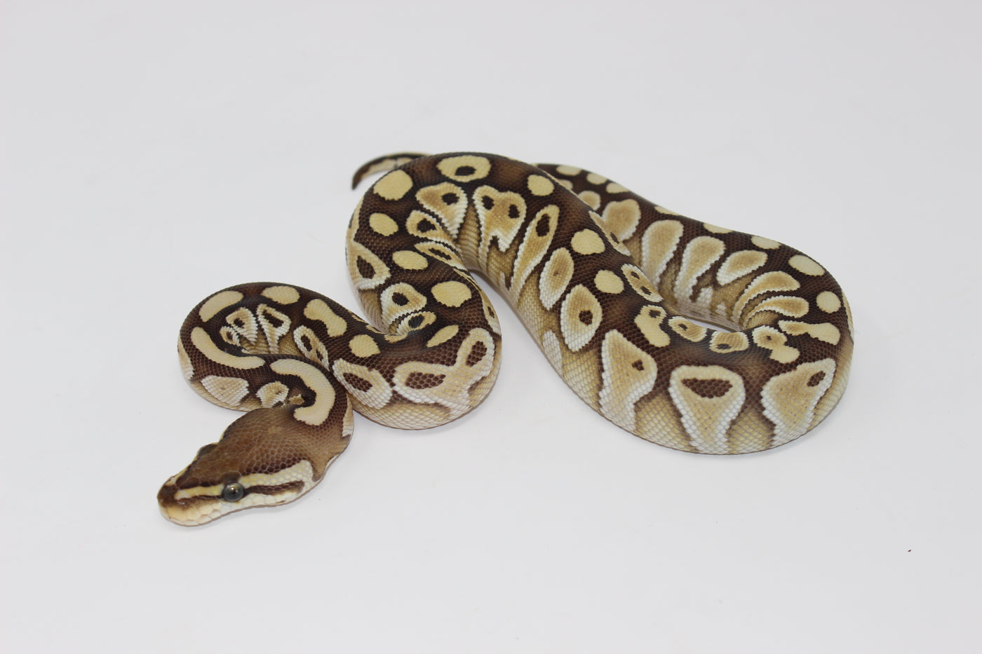 Lesser Ball Python For Sale - Imperial Reptiles – IMPERIAL REPTILES ...