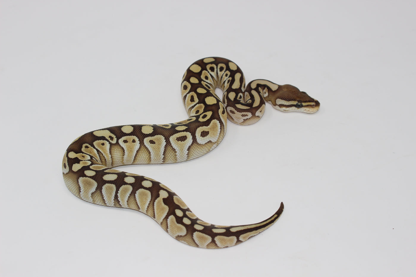 Desert Lesser Ball Python