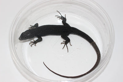 melanistic jeweled lacerta for sale, buy reptiles online