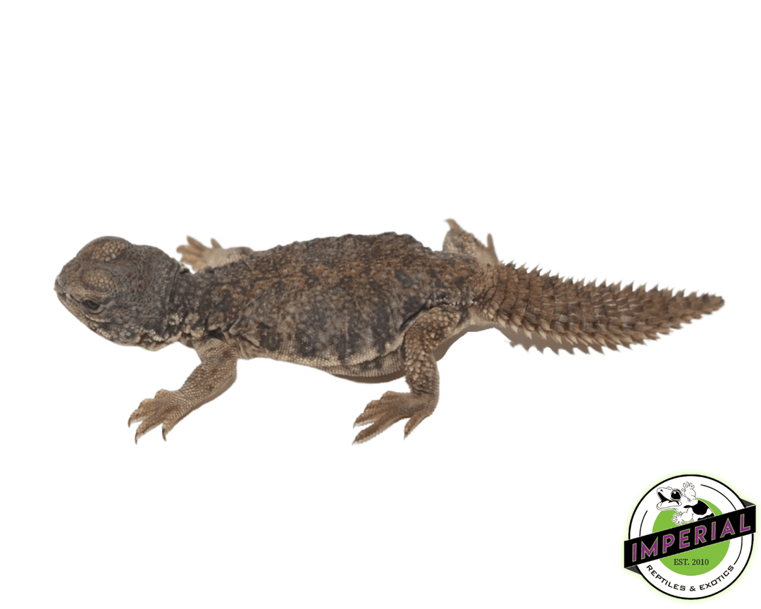 Uromastyx For Sale Imperial Reptiles IMPERIAL REPTILES EXOTICS