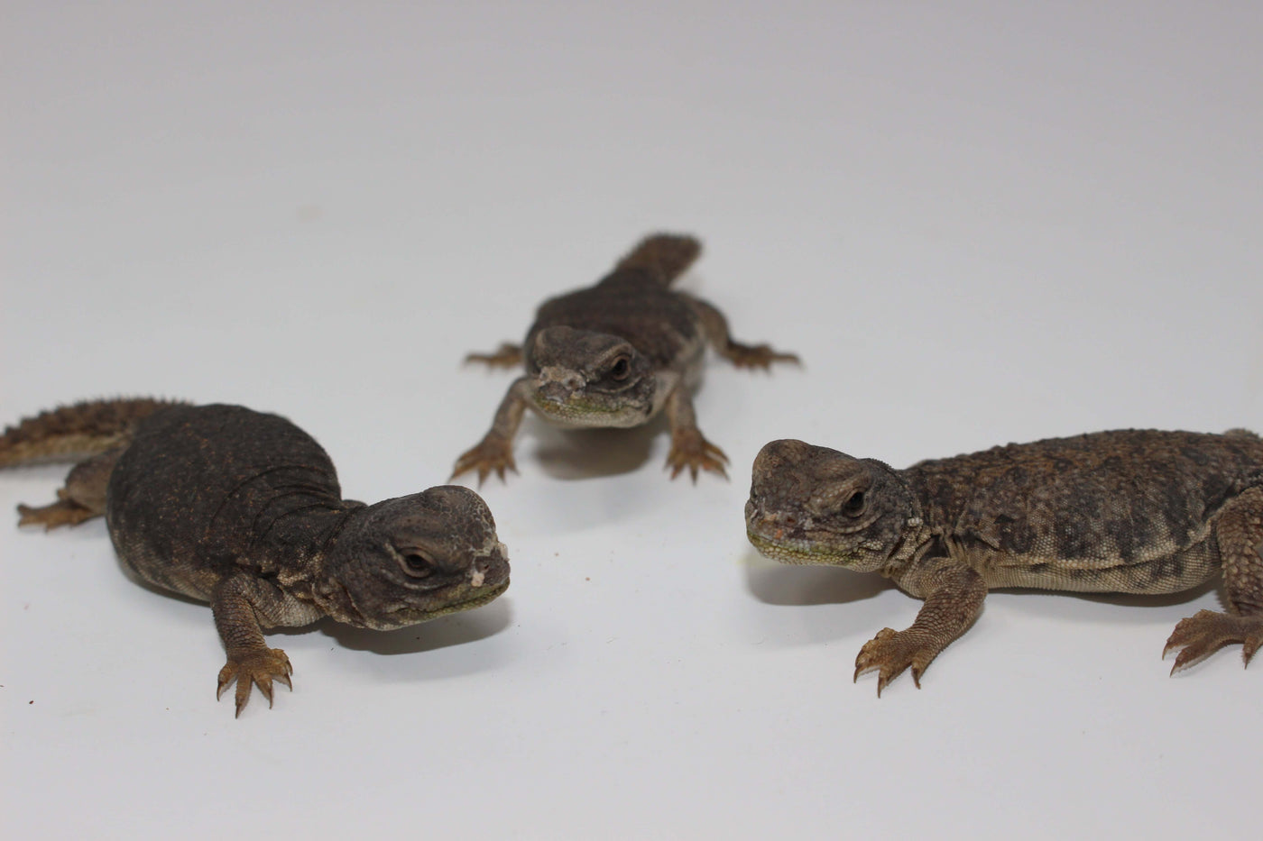 Moroccan Uromastyx For Sale - Imperial Reptiles – IMPERIAL REPTILES