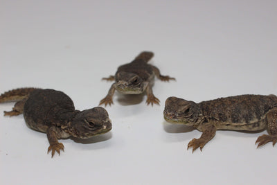 Moroccan Uromastyx for sale, buy reptiles online