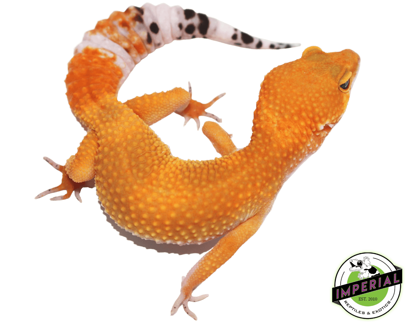 OG Tangerine Leopard Gecko For Sale - Imperial Reptiles – IMPERIAL