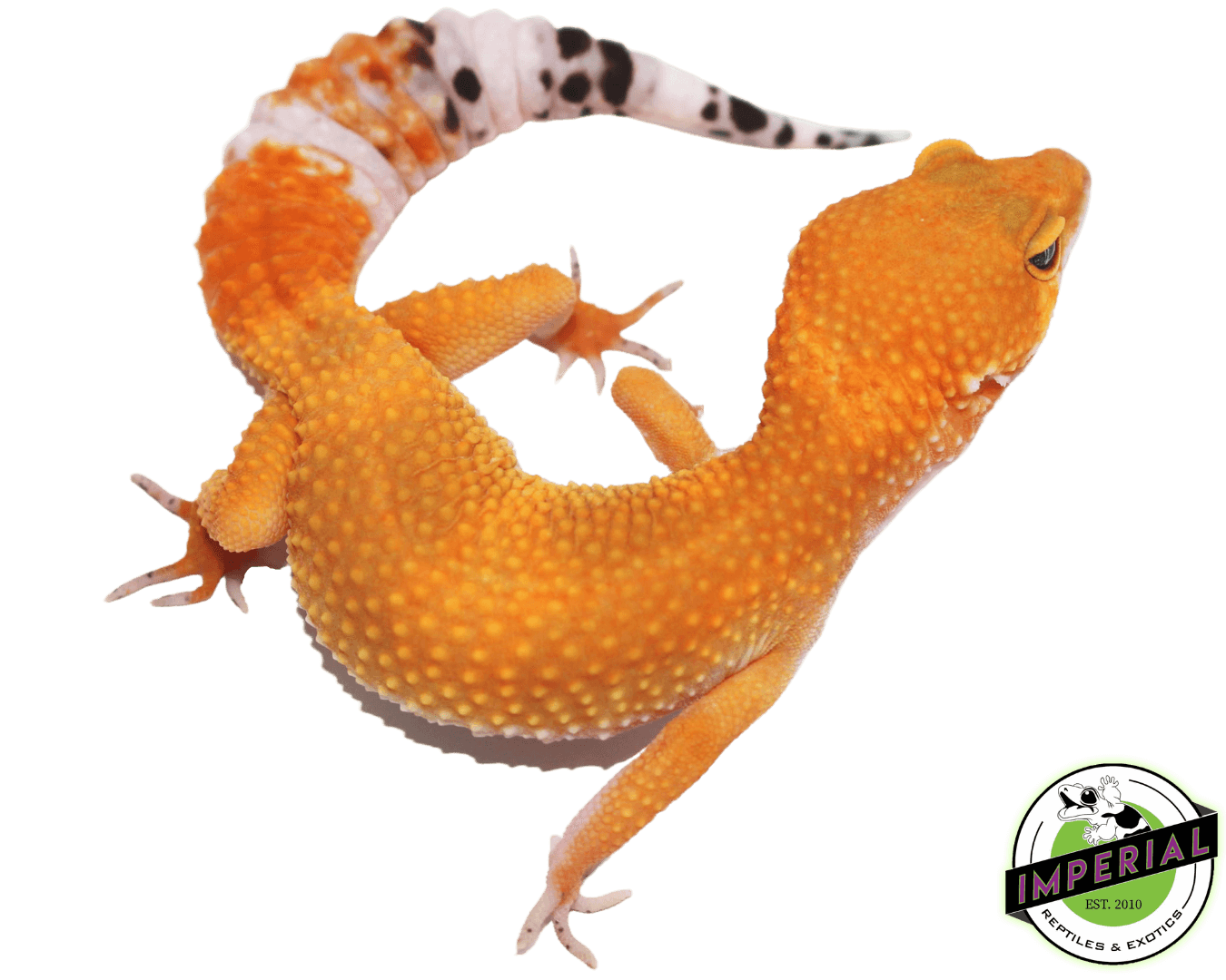 og tangerine het tremper leopard gecko for sale, buy reptiles online