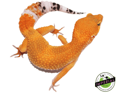 og tangerine het tremper leopard gecko for sale, buy reptiles online