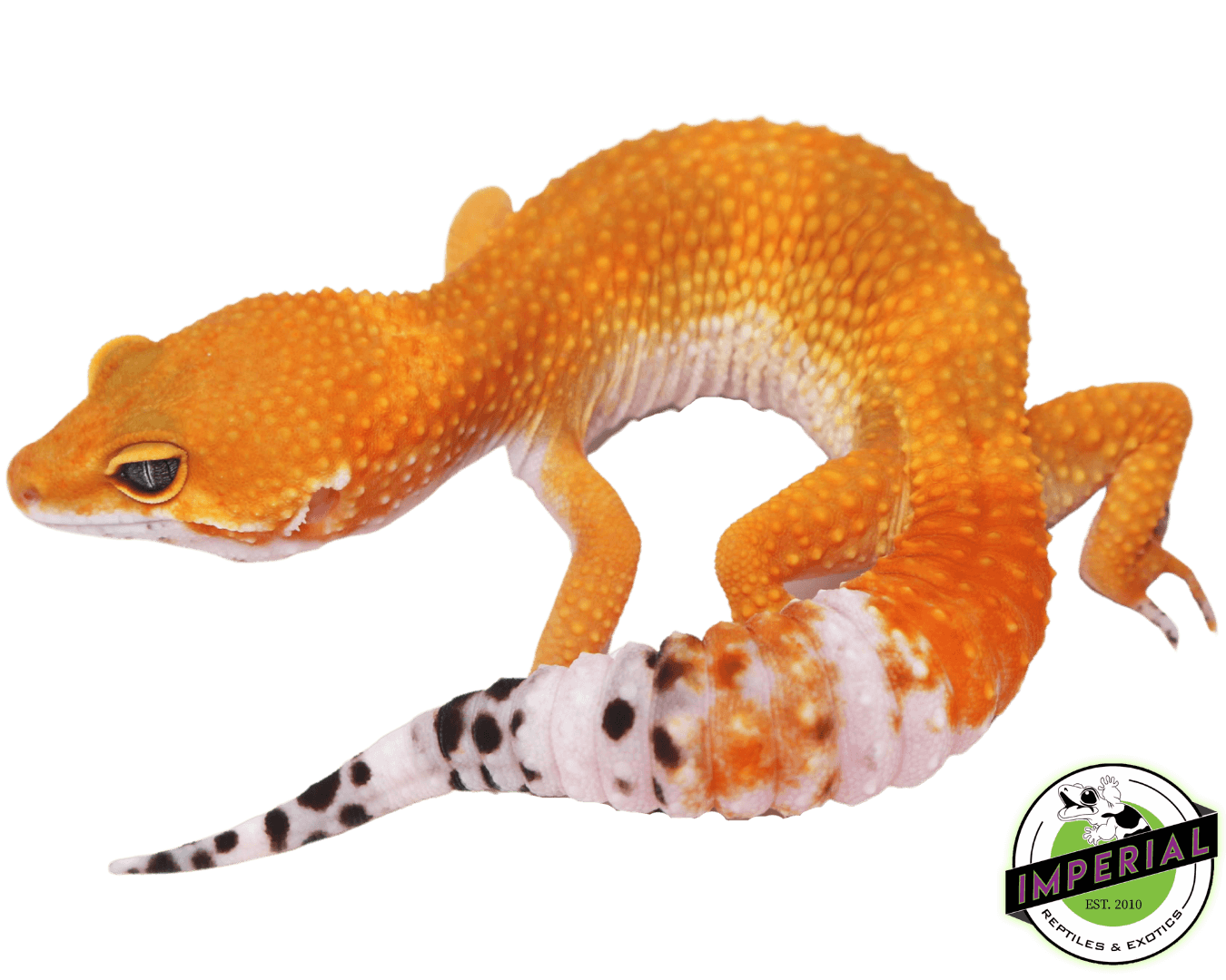 OG Tangerine Leopard Gecko For Sale - Imperial Reptiles – IMPERIAL