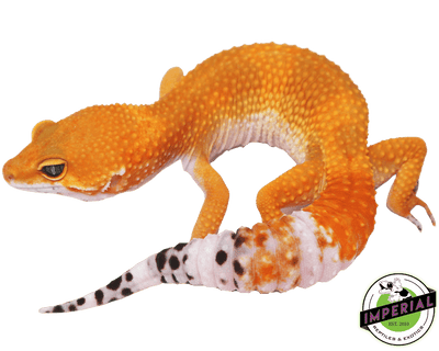 og tangerine het tremper leopard gecko for sale, buy reptiles online