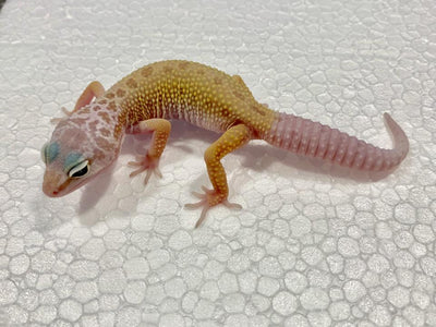 Leucistic/Patternless Leopard Gecko Baby