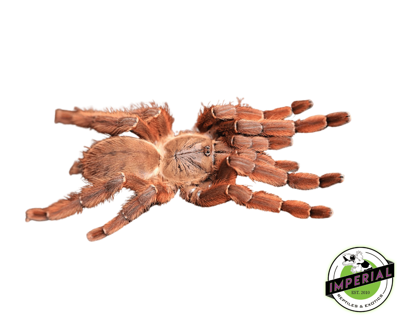 peach-earth-tiger-tarantula-phormingochilus-sp-rufus-for-sale