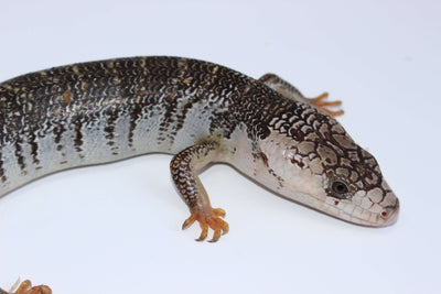 pink tongue skink for sale, buy reptiles online