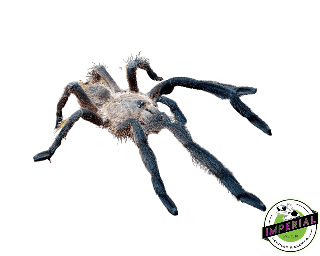 Prachuap-Earth-Tiger-Tarantula