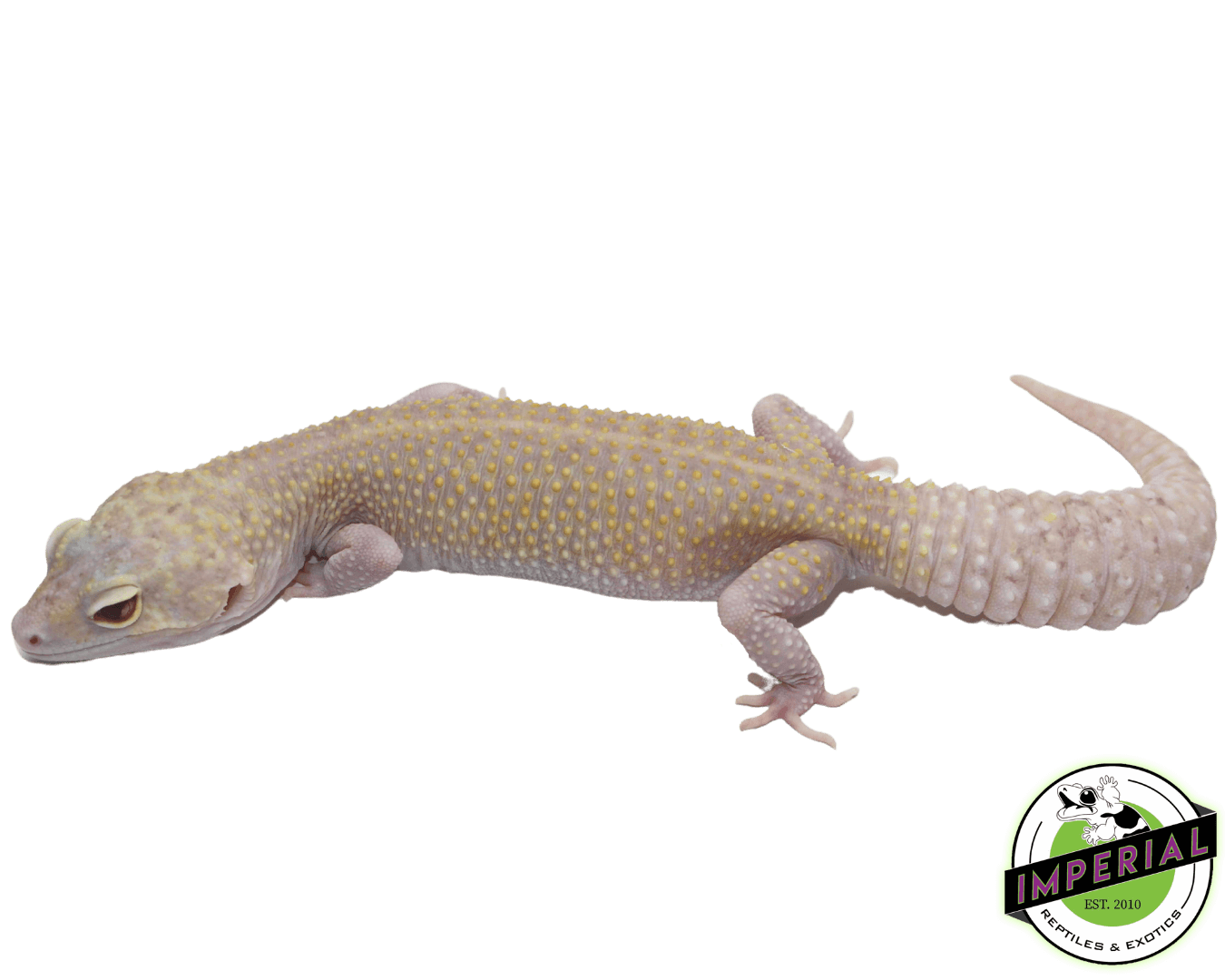 Raptor (Snake Eye) Leopard Gecko For Sale - Imperial Reptiles