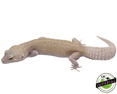 raptor snake eyes leopard gecko for sale, buy reptiles online