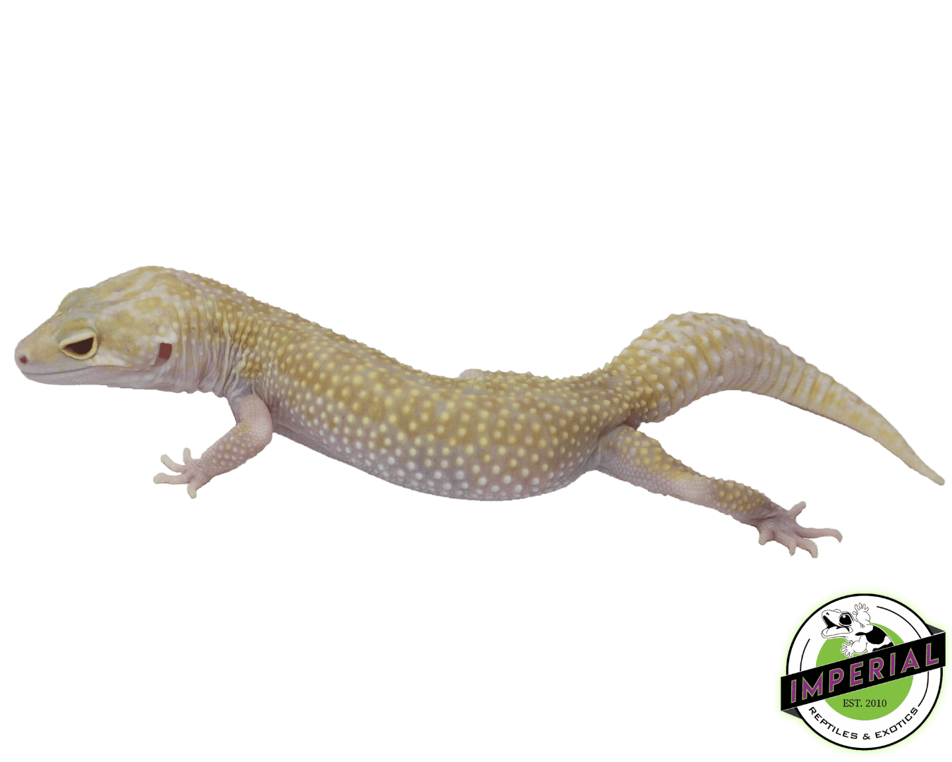 Leopard Gecko Mack Snow Raptor Snow (Mack) Leopard Geckos For Sale