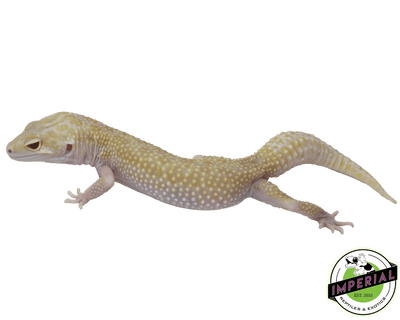 raptor snake eyes leopard gecko for sale, buy reptiles online