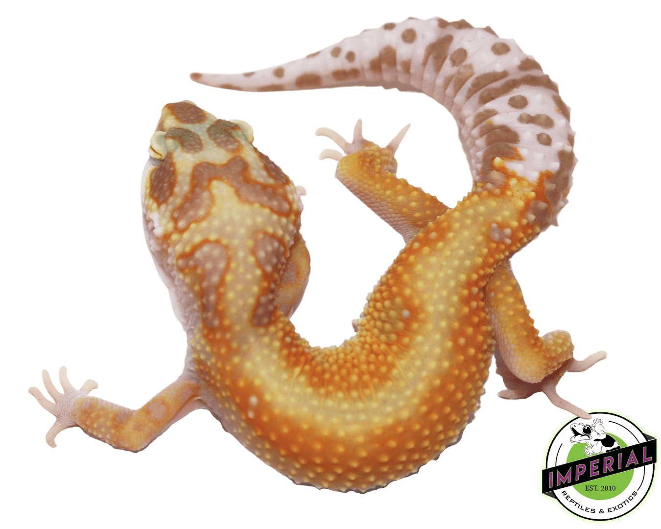 red stripe tremper leopard gecko for sale, buy reptiles online