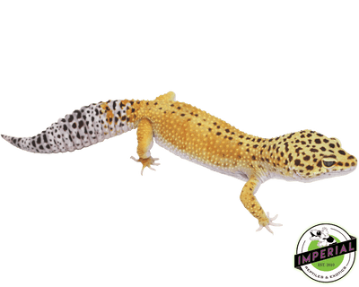 reverse stripe leopard gecko for sale, buy reptiles online