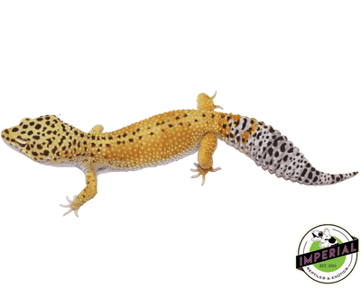 reverse stripe leopard gecko for sale, buy reptiles online