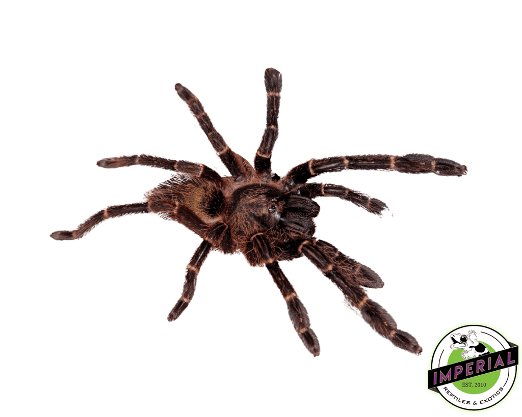 Red-Skeleton-Tarantula-