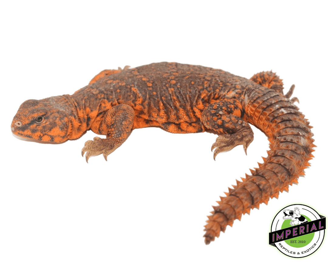 Red Nigerian Uromastyx