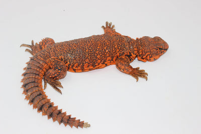 Red Uromastyx for sale, buy reptiles online