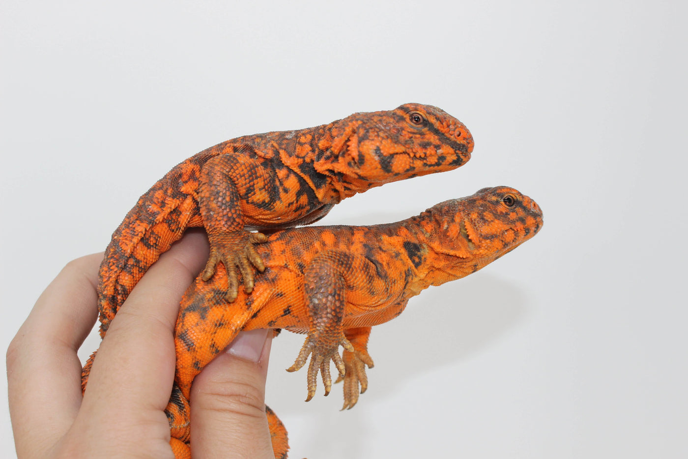 Red Nigerian Uromastyx For Sale - Imperial Reptiles – IMPERIAL REPTILES