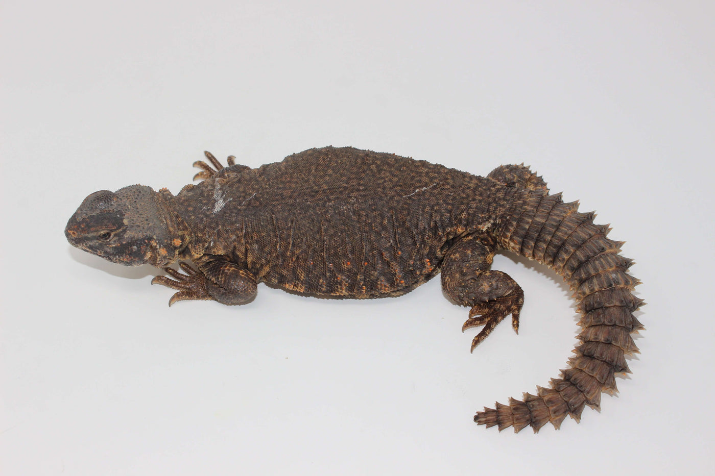Red Nigerian Uromastyx For Sale - Imperial Reptiles – IMPERIAL REPTILES