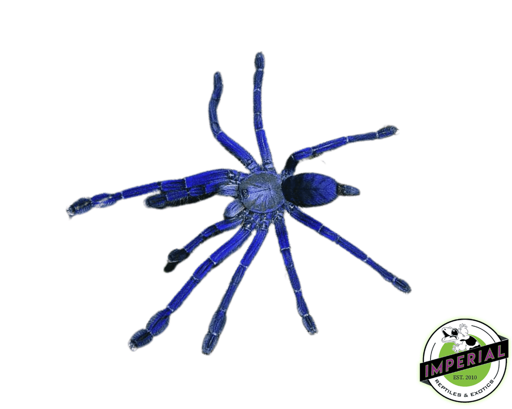 Singapore Blue Tarantula (Omothymus (Lamproplema) violaceopes) For Sale -  Imperial Reptiles – IMPERIAL REPTILES & EXOTICS