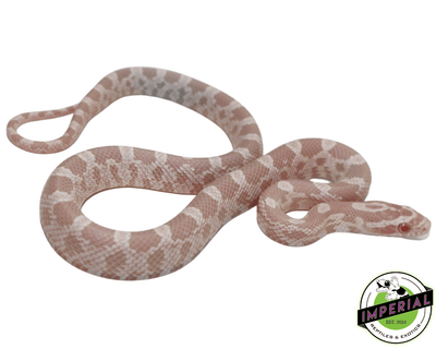 snow corn snake for sale, buy reptiles online