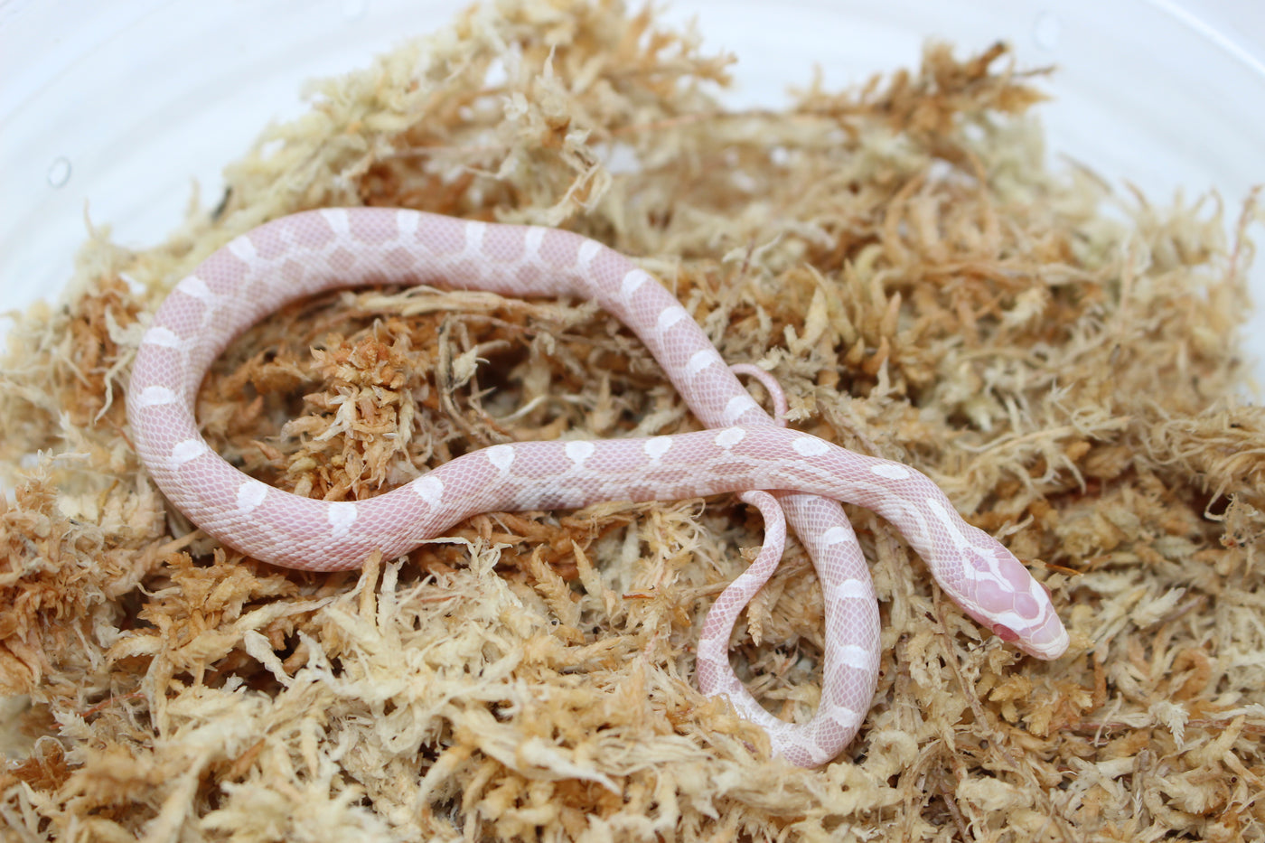 Scale Less Corn Scaleless Corn Snake Adult