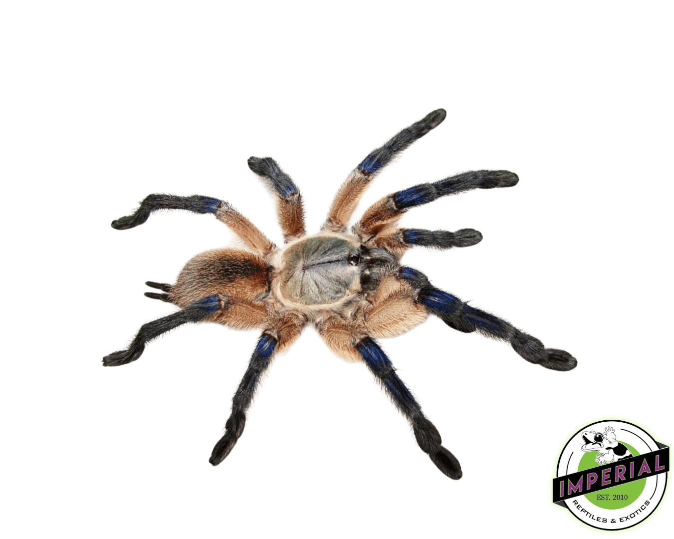 Socotra Island Blue Baboon (Monocentropus balfouri) For Sale Imperial