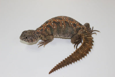 Sudanese Ocellated  Uromastyx for sale, buy reptiles online