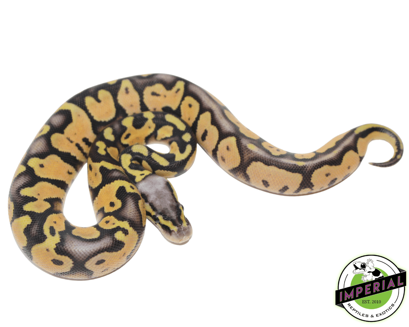 super pastel ball python for sale, buy reptiles online