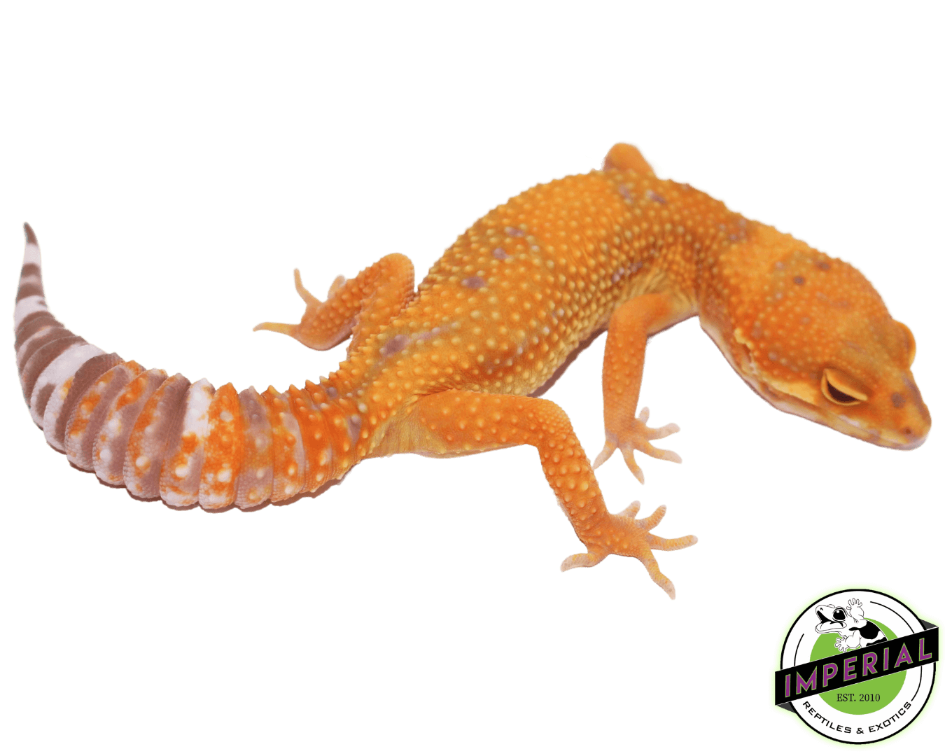 tangerine jungle tremper leopard gecko for sale, buy reptiles online