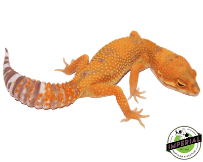 tangerine jungle tremper leopard gecko for sale, buy reptiles online