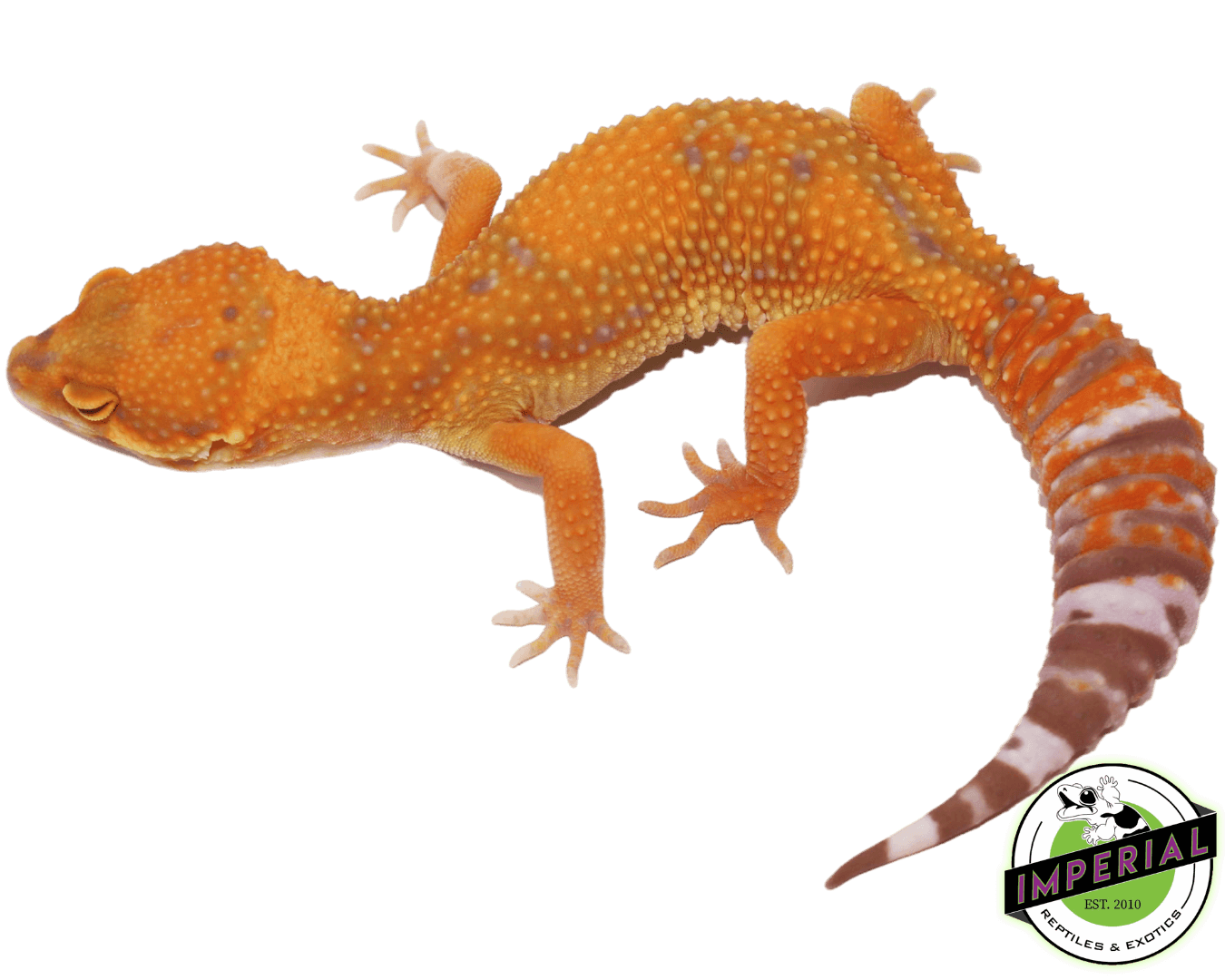 Tangerine Jungle Tremper Leopard Gecko For Sale - Imperial Reptiles