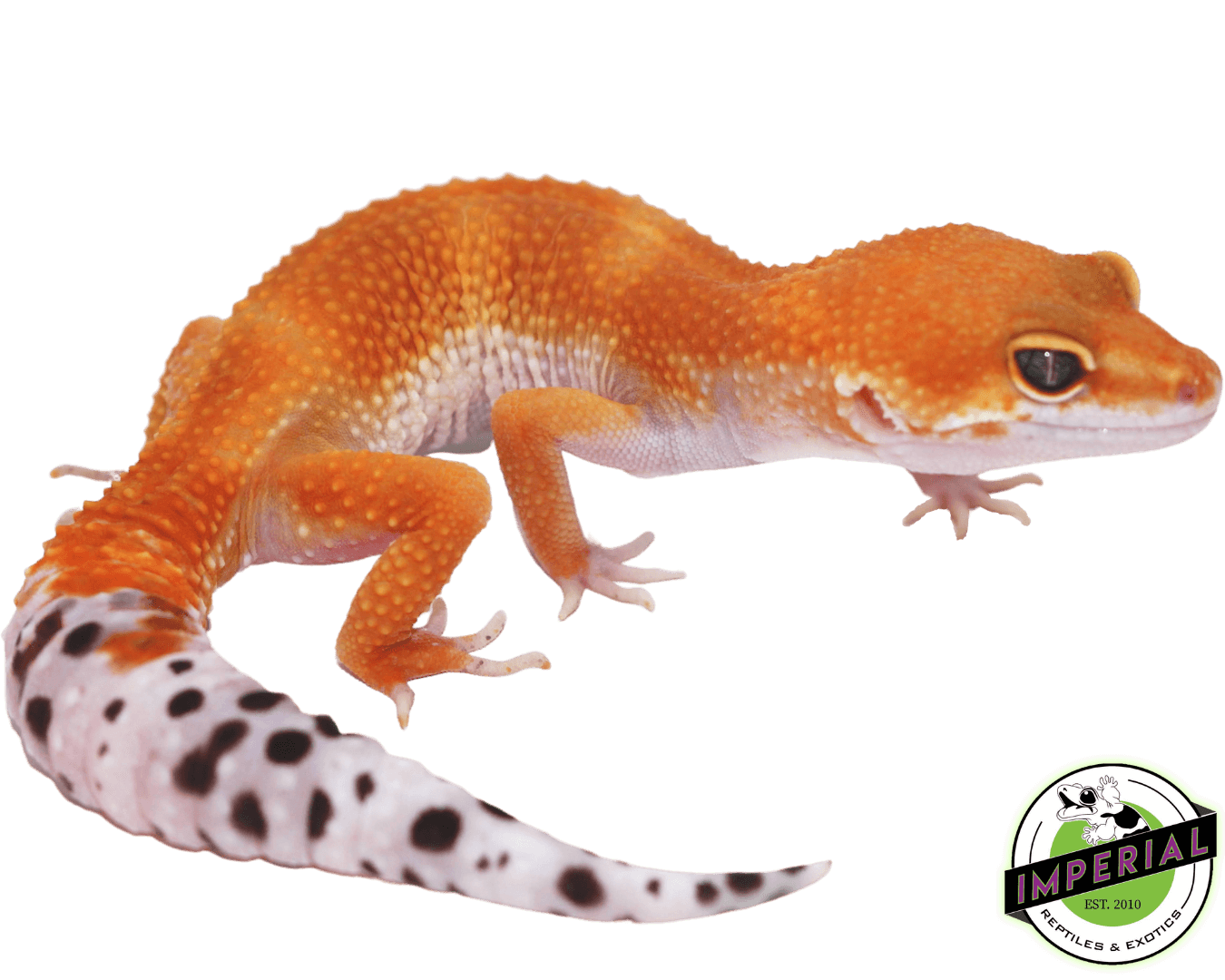 tangerine leopard gecko for sale, buy reptiles online