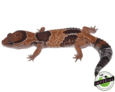 Tangerine Aberrant African Fat Tail gecko for sale, buy reptiles online