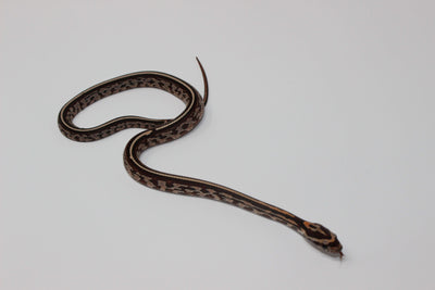 tessera corn snake for sale, buy reptiles online