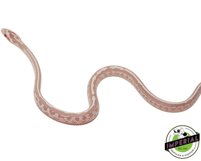 tessera snow corn snake for sale, buy reptiles online