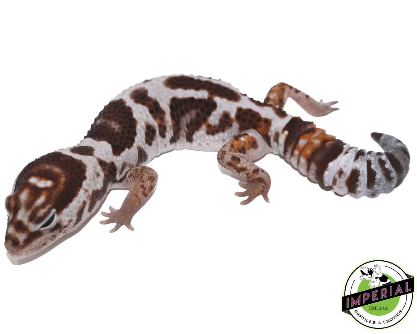 Whiteout PH Oreo African Fat Tail gecko for sale, buy reptiles online