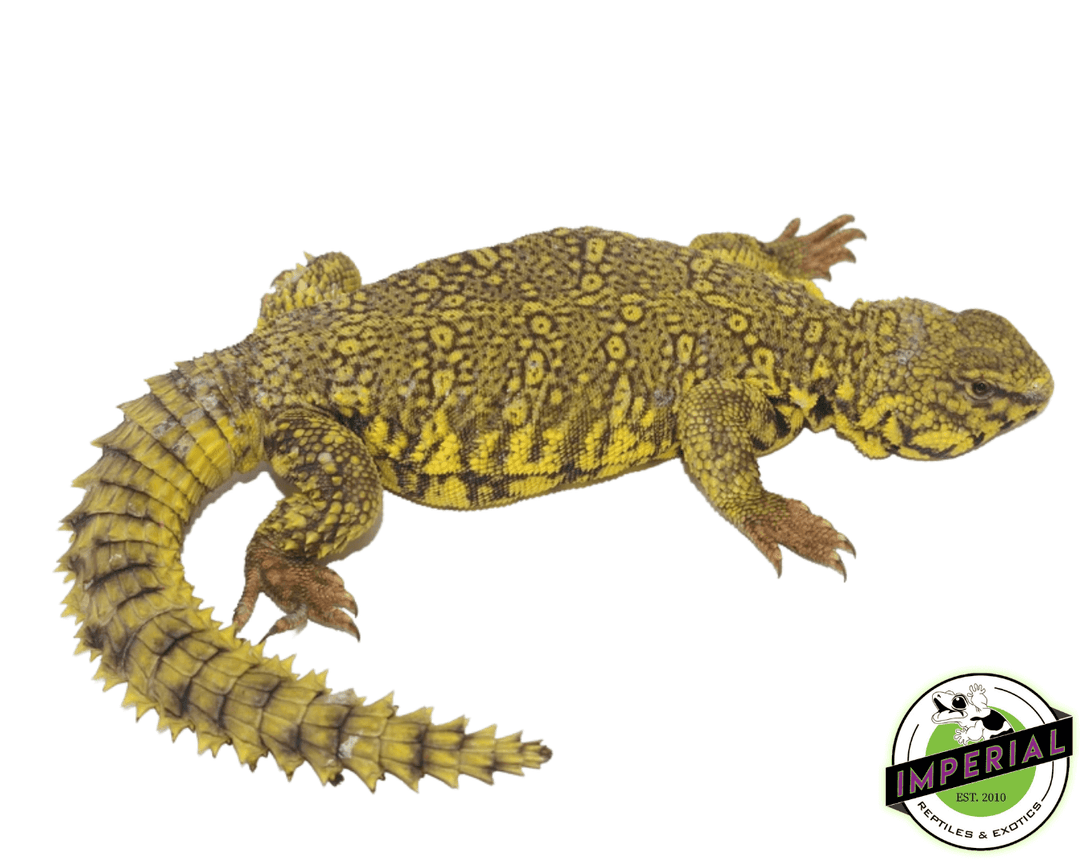 Uromastyx For Sale - Imperial Reptiles – IMPERIAL REPTILES \u0026 EXOTICS, image size:1080x864