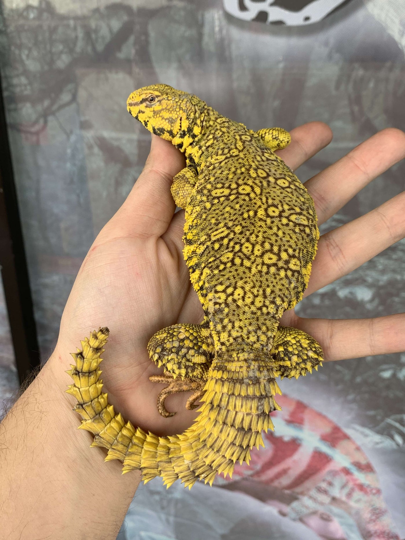Yellow Nigerian Uromastyx For Sale - Imperial Reptiles – IMPERIAL