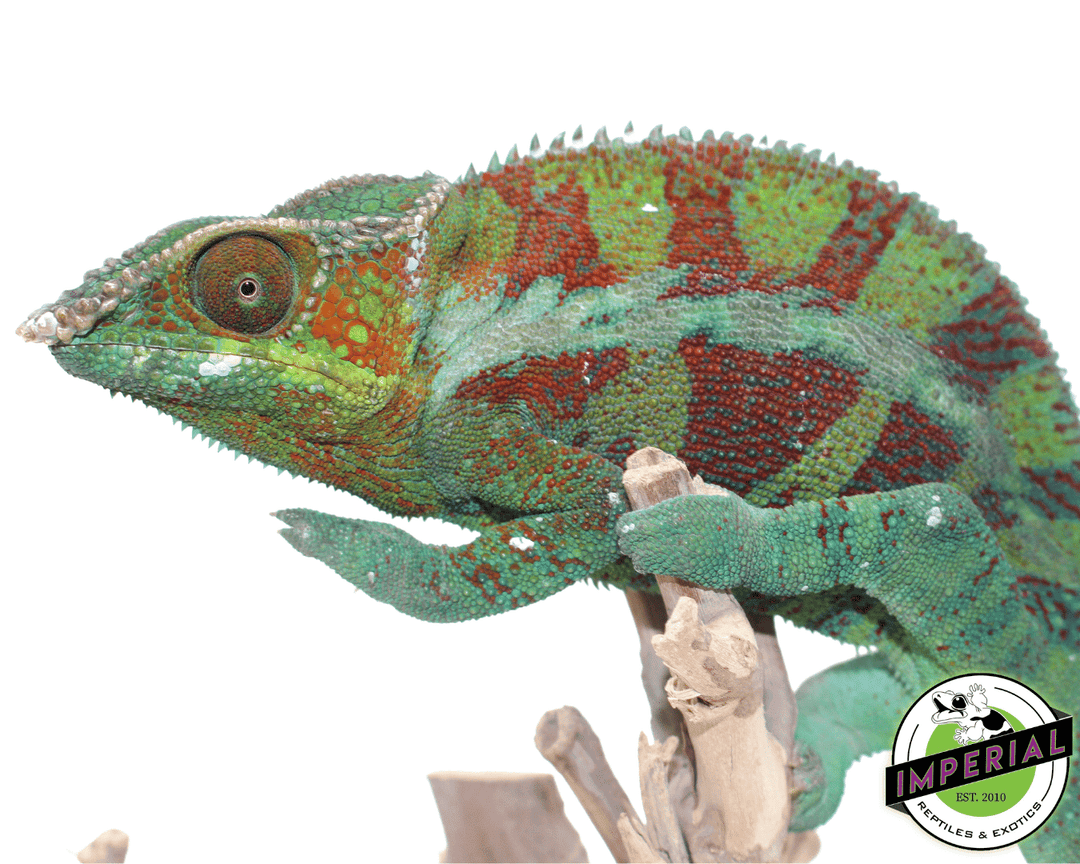 Ambanja Panther Chameleon For Sale - Imperial Reptiles – IMPERIAL