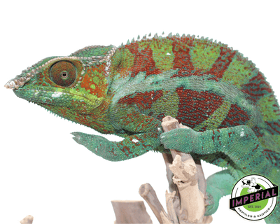 abanja panther chameleon for sale, buy reptiles online