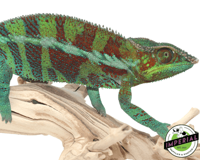 abanja panther chameleon for sale, buy reptiles online