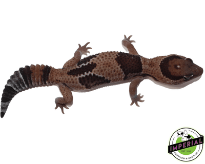 aberrant African Fat Tail gecko for sale, buy reptiles online
