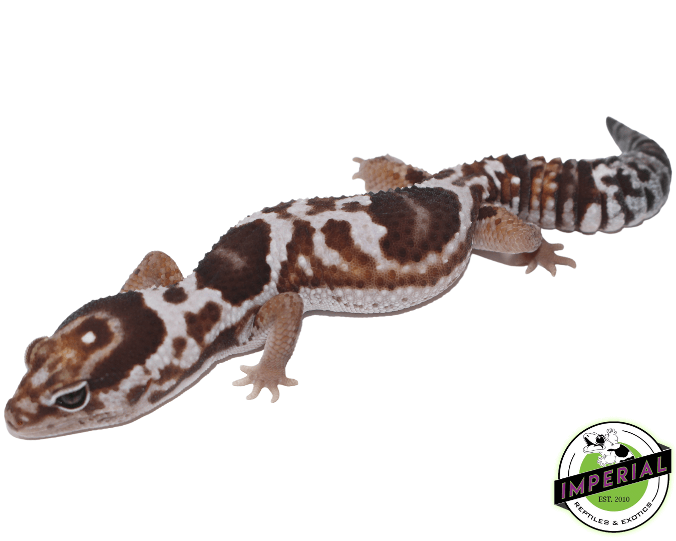 aberrant whiteout het snow African Fat Tail gecko for sale, buy reptiles online