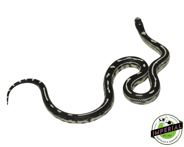 California Kingsnake For Sale - Imperial Reptiles – IMPERIAL