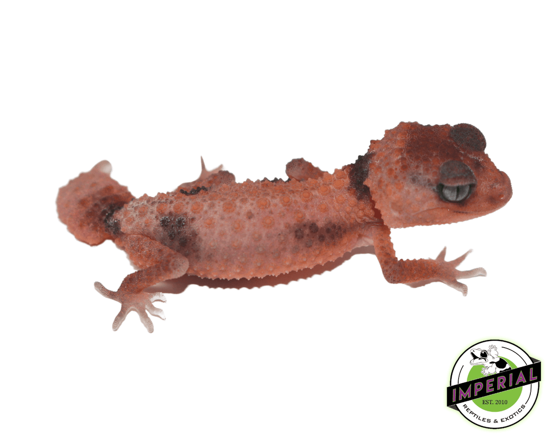 aberrant-cinctus-knobtail-